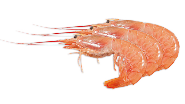 Whole Argentinean Red Shrimp