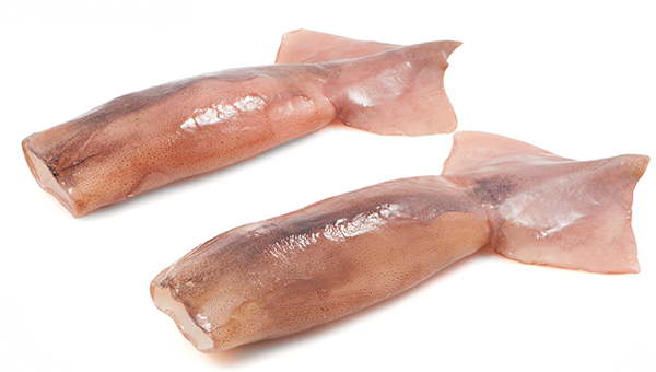 Pod of Argentine shortfin squid